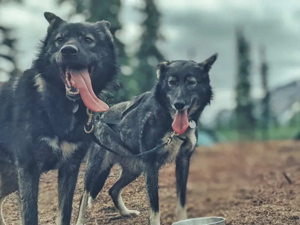 Summer Sled Dog Ride & Kennel Tour - 2