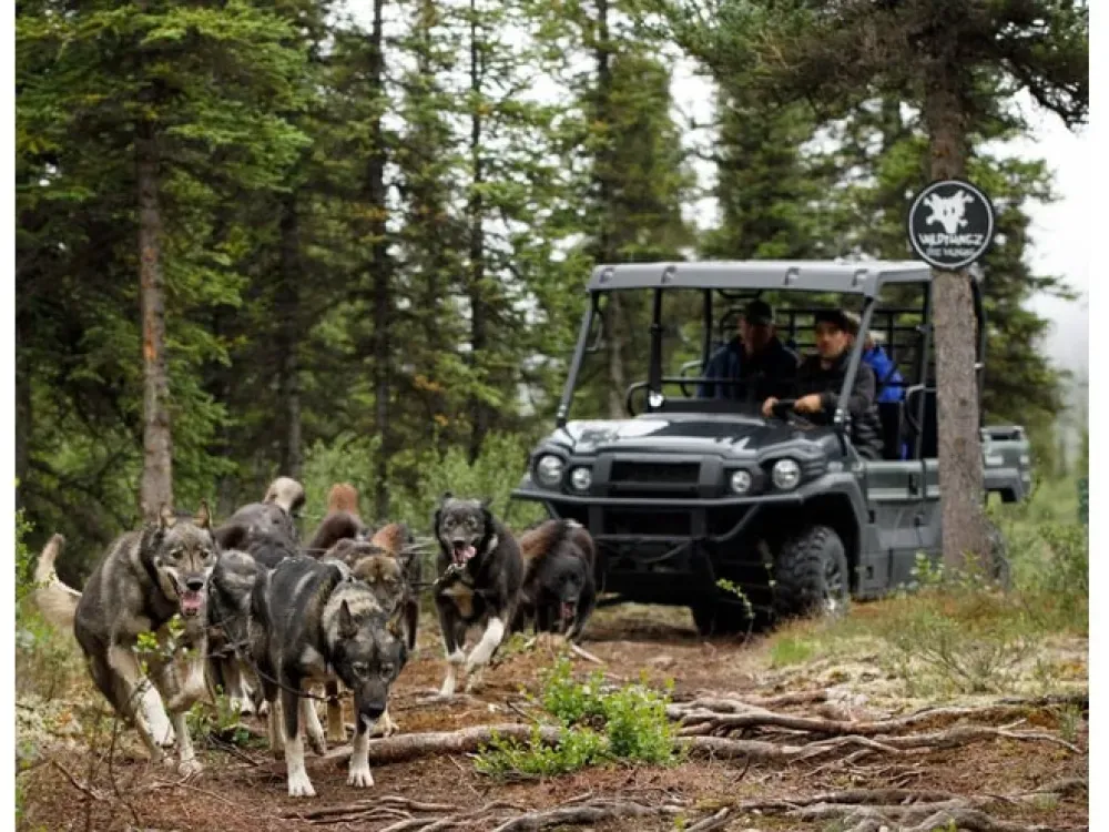 Summer Sled Dog Ride & Kennel Tour - 5
