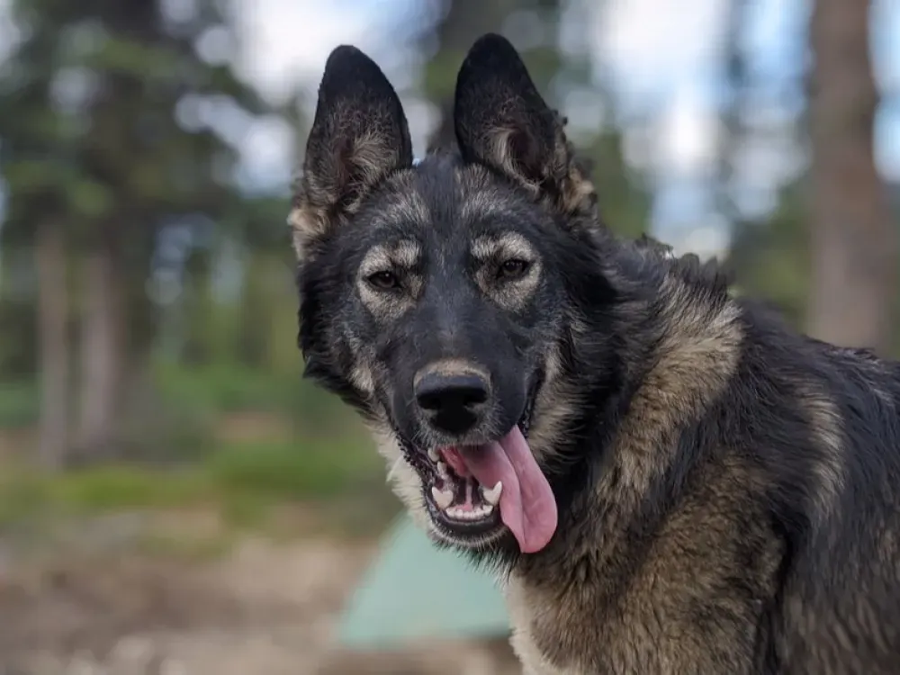 Summer Sled Dog Ride & Kennel Tour - 4
