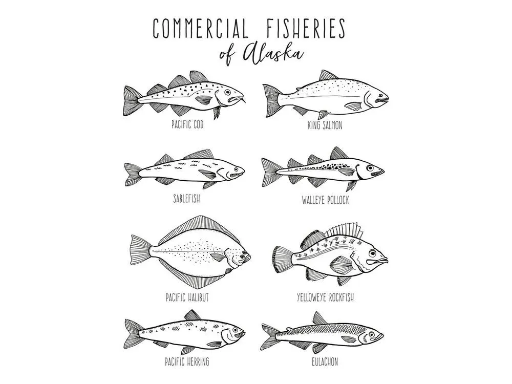 Commercial Fisheries Card Pack - 3