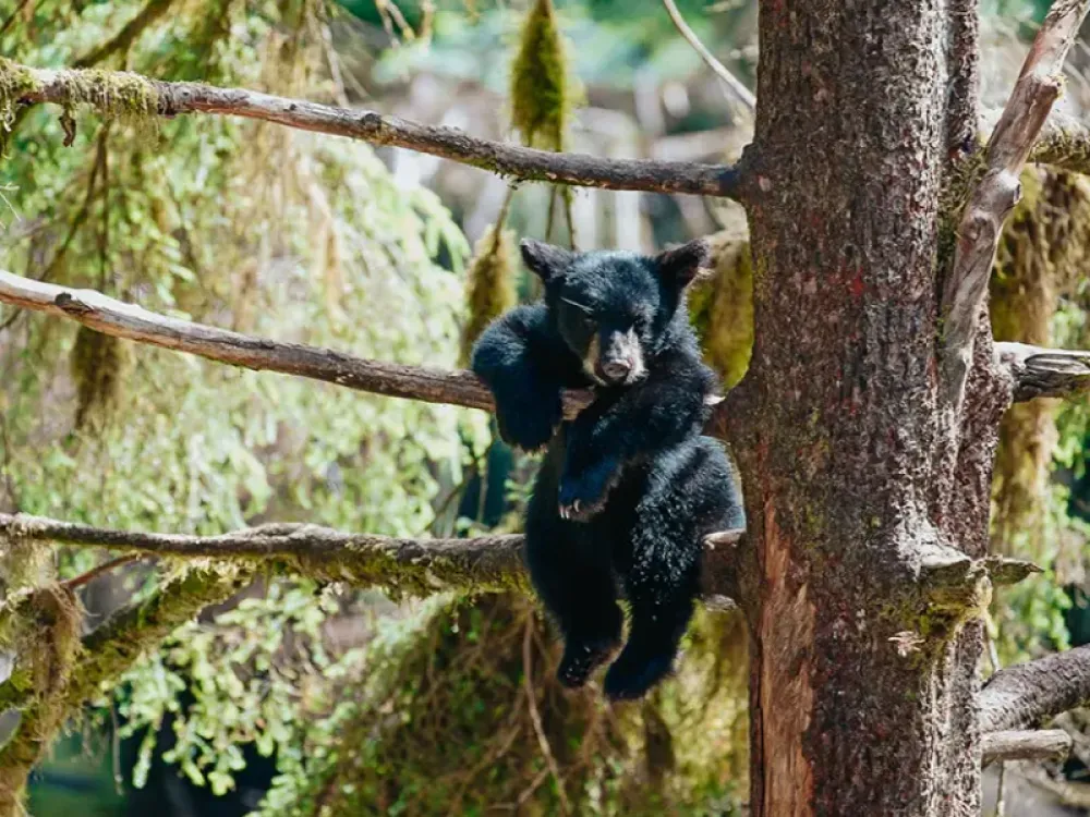 Black Bear Express - 2