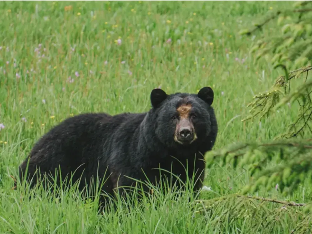 Black Bear Express - 4