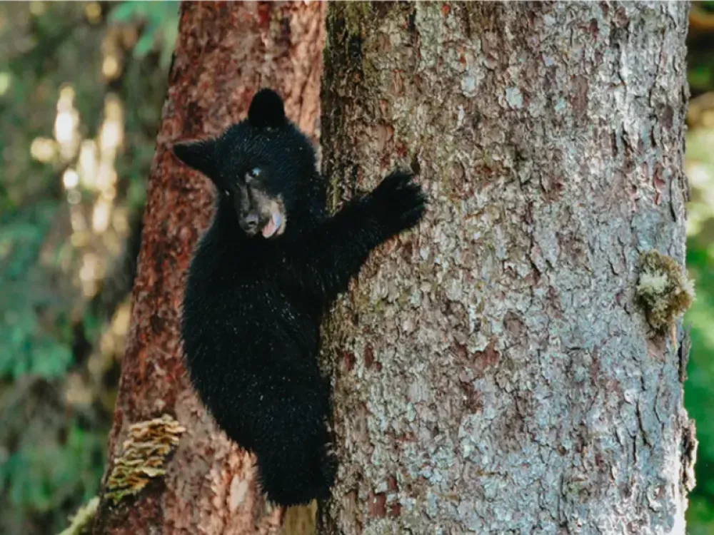 Black Bear Express - 3