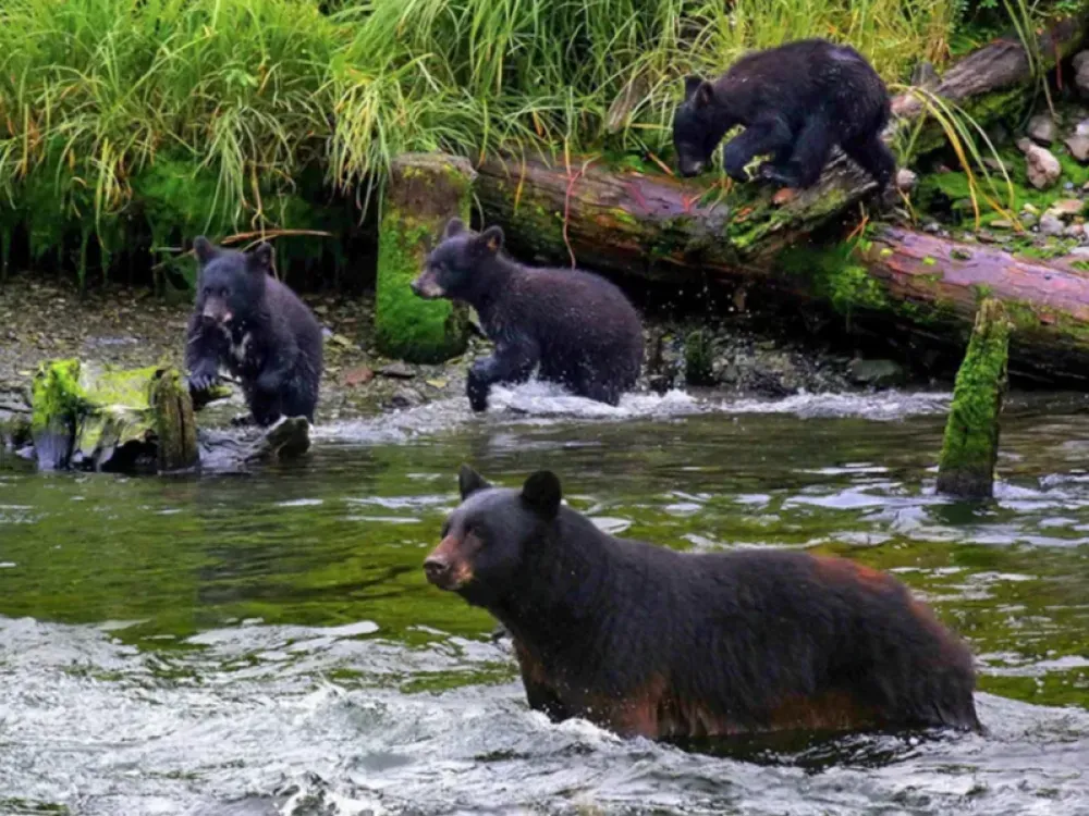 Black Bear Express - 1