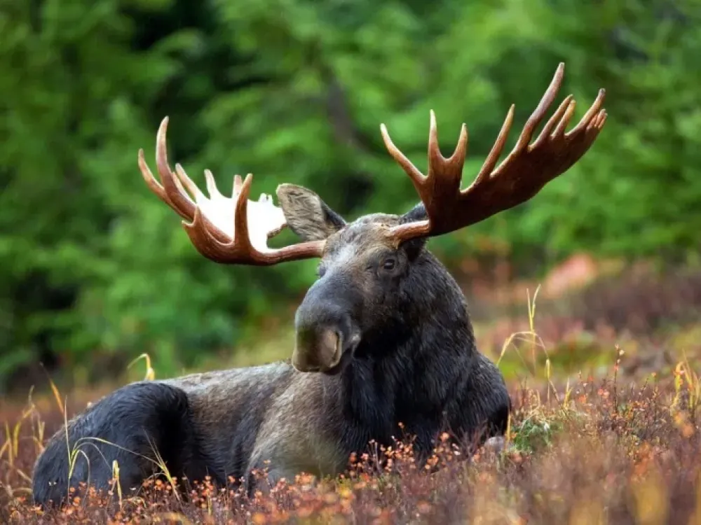 Individual Private Moose Photo Safari - 5
