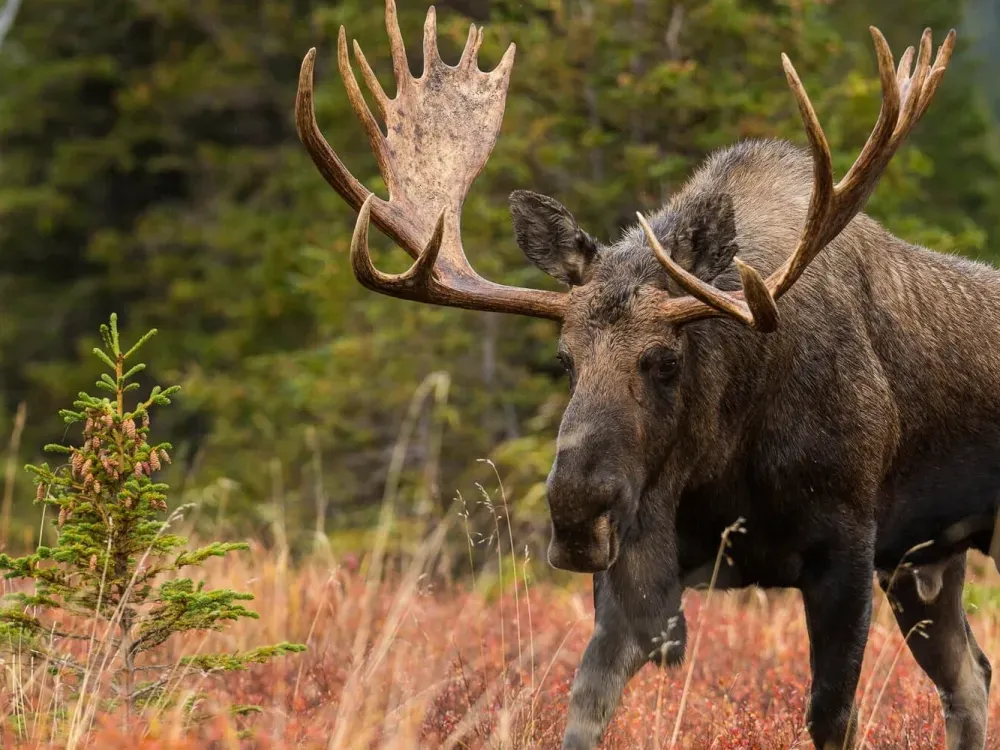 Individual Private Moose Photo Safari - 4
