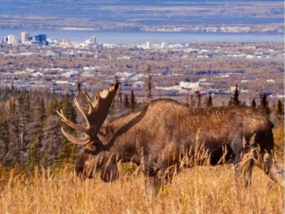 Individual Private Moose Photo Safari - 3