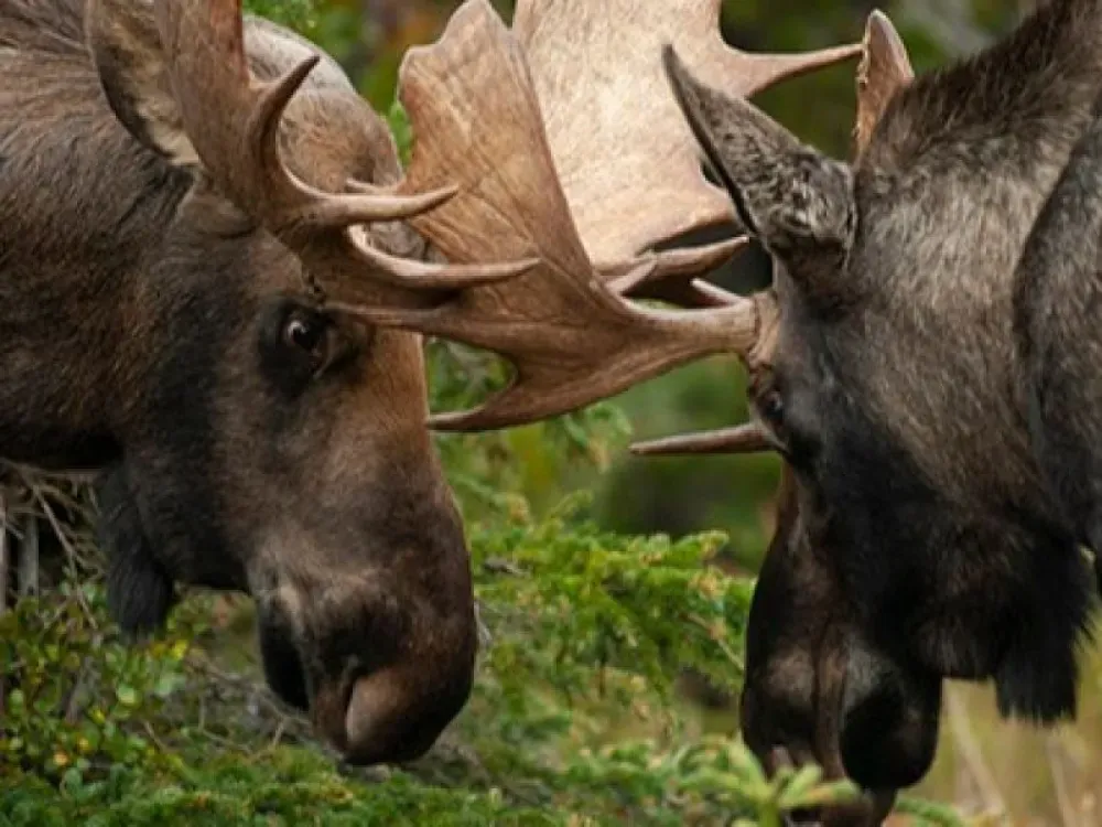 Individual Private Moose Photo Safari - 1