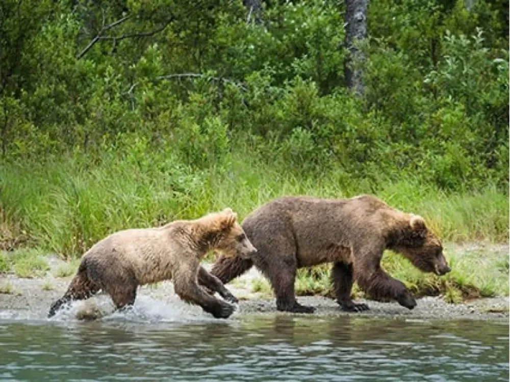 Katmai National Park - 1