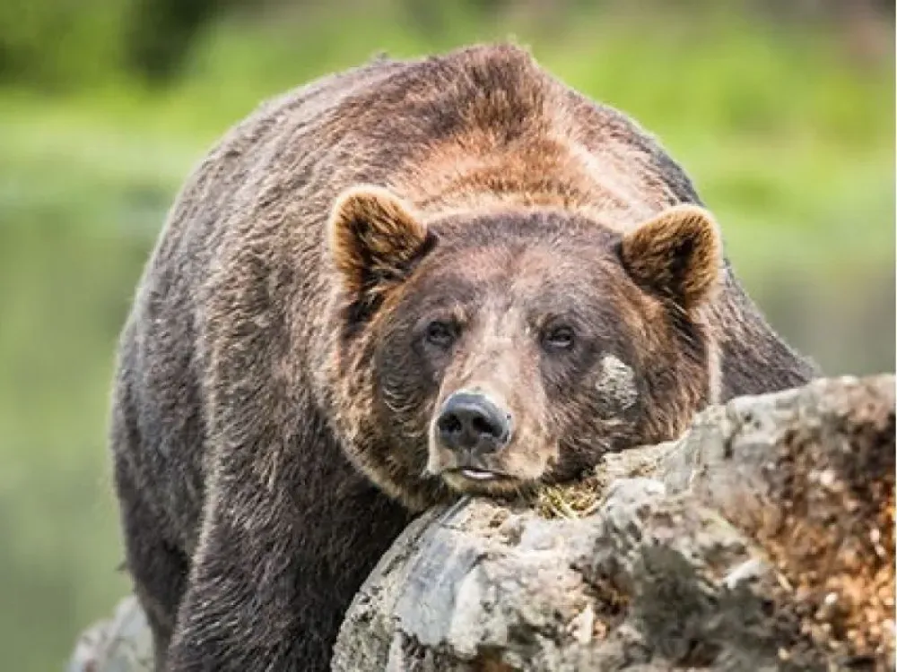 Katmai National Park - 4