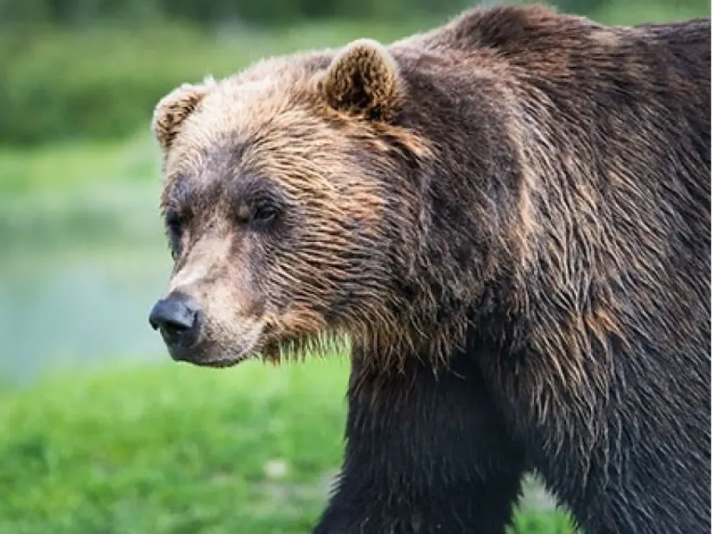 Katmai National Park - 3