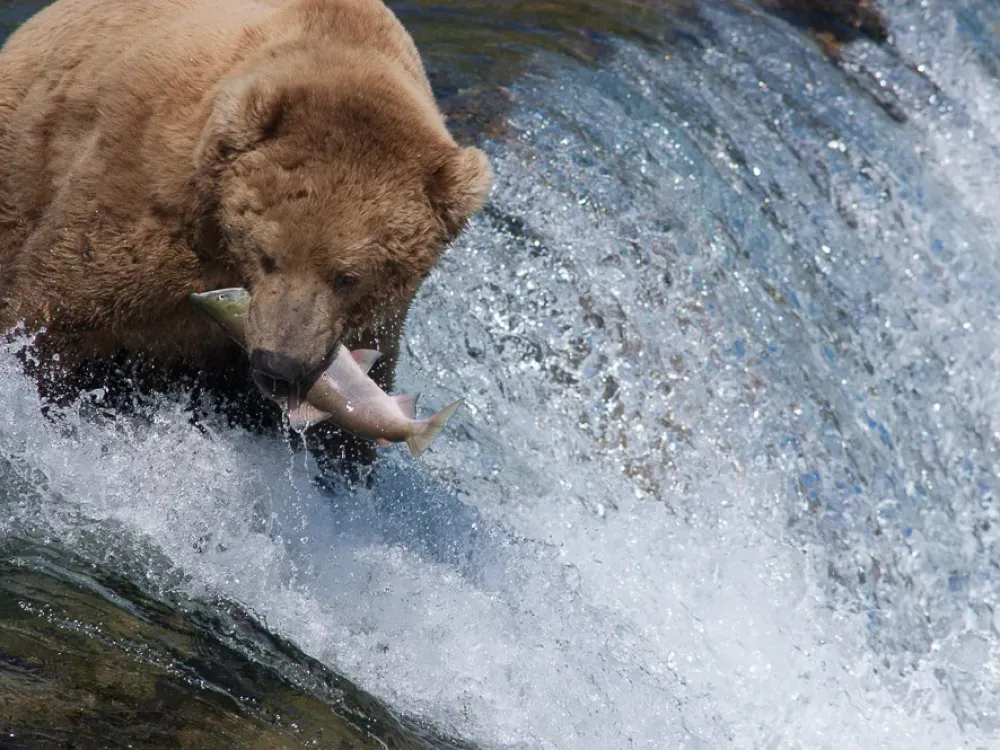 Katmai National Park - 2