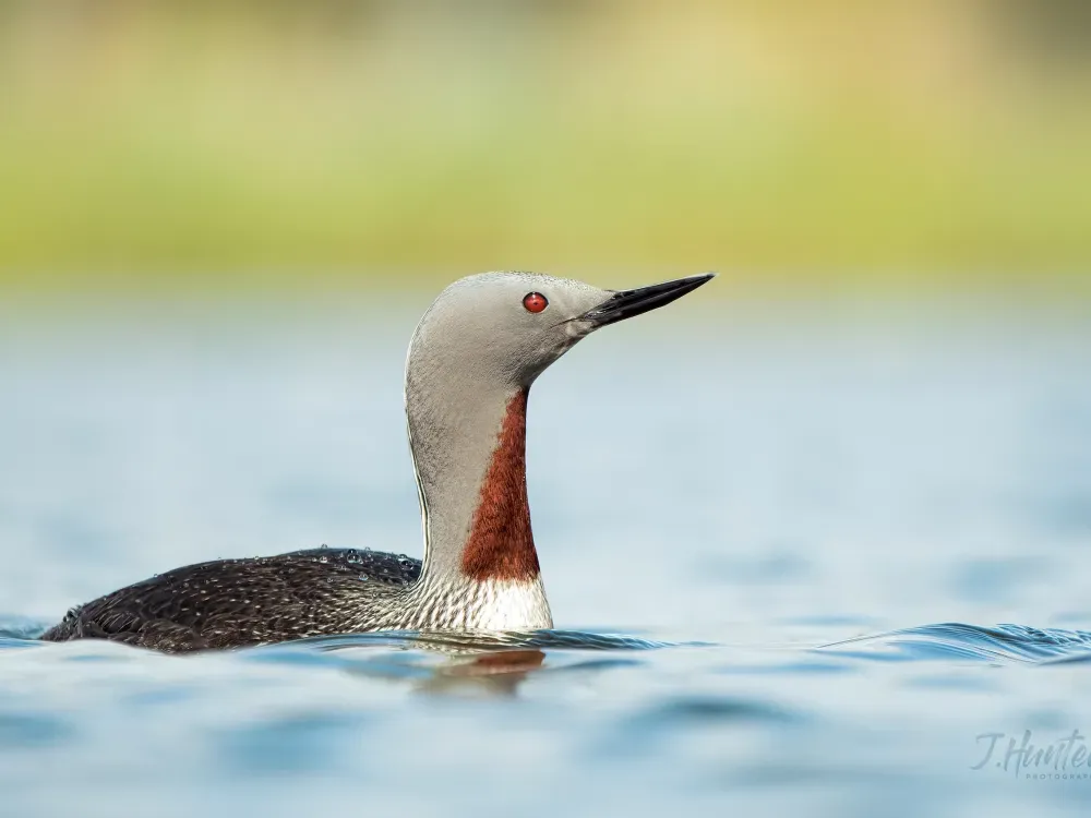 Focus On Feathers Group Tours - 2