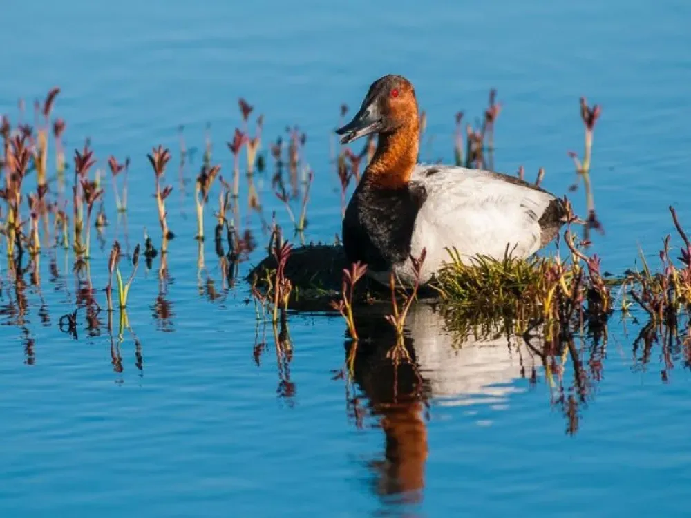 Focus On Feathers Group Tours - 4