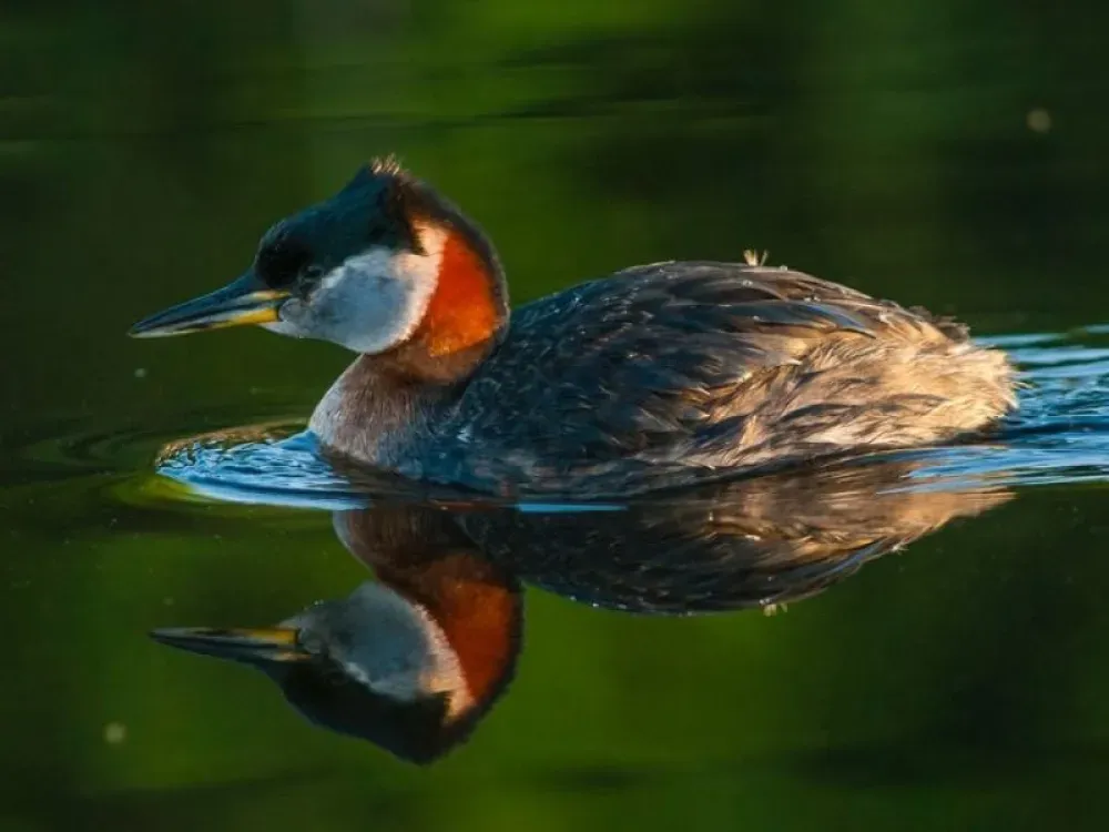 Focus On Feathers Group Tours - 3