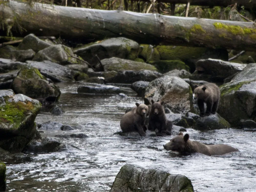 Anan Bear Viewing Tour - 3