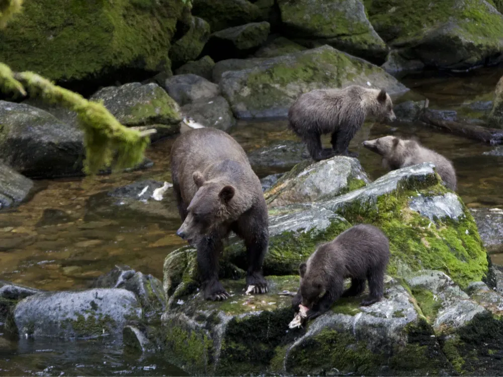 Anan Bear Viewing Tour - 4