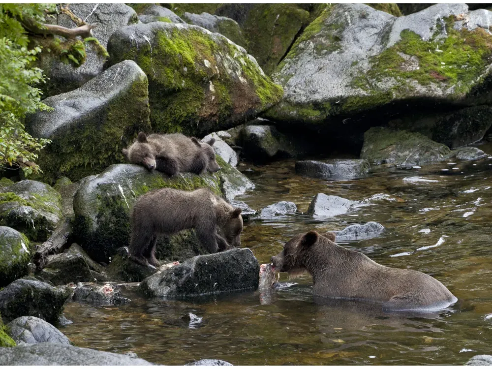 Anan Bear Viewing Tour - 2
