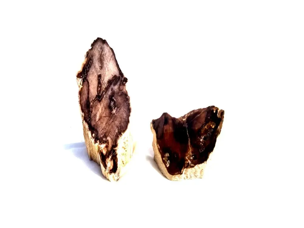Polished McDermitt Petrified Wood - 3