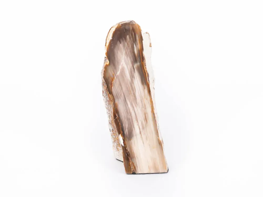 Polished McDermitt Petrified Wood - 2