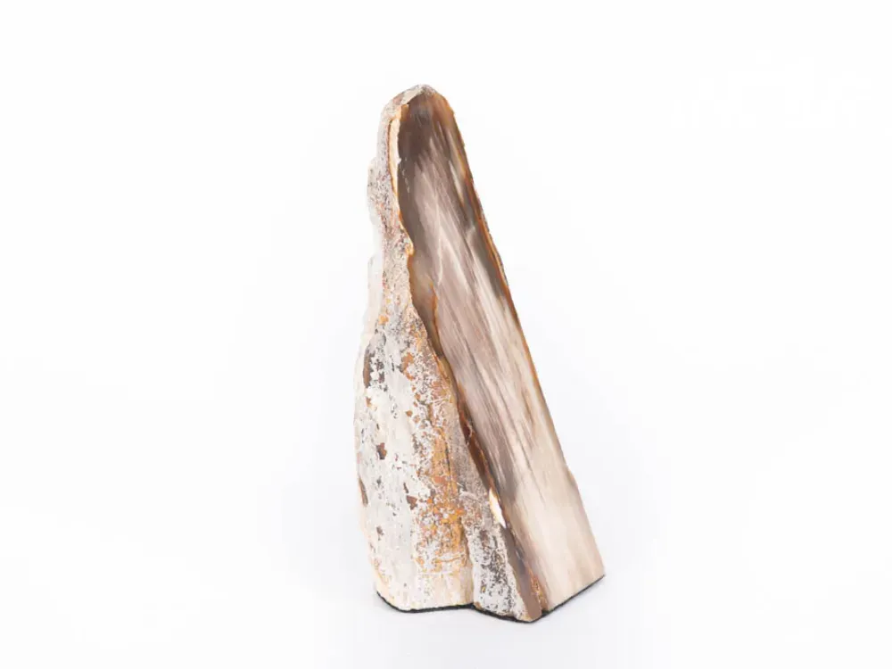 Polished McDermitt Petrified Wood - 1