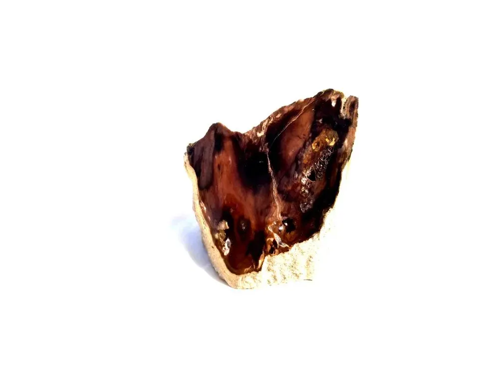 Polished McDermitt Petrified Wood - 4