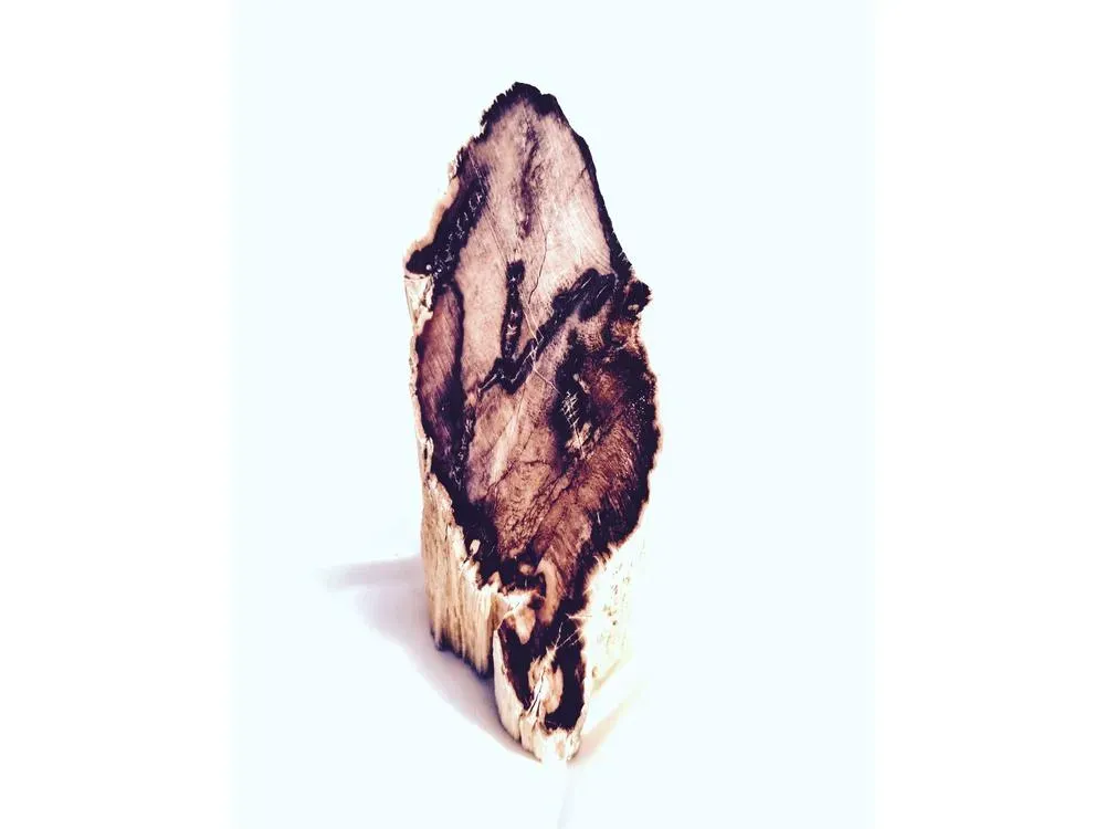 Polished McDermitt Petrified Wood - 5