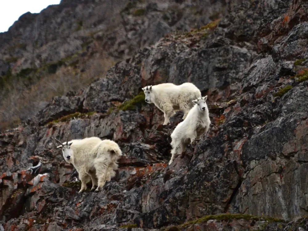 Step into the Yukon and Sled Dog Tour - 2