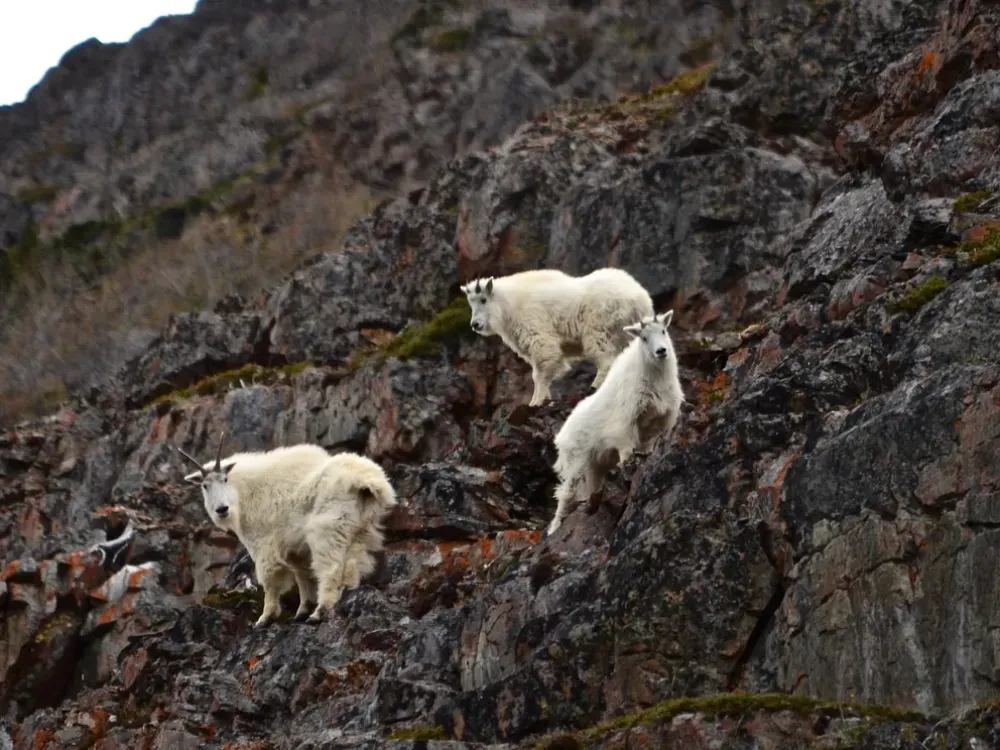 Yukon Tour (Early and late season only) - 4