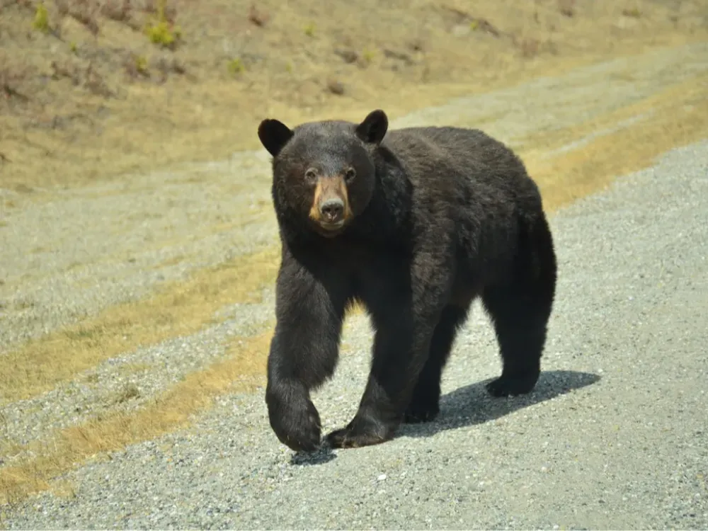 Yukon Tour (Early and late season only) - 2