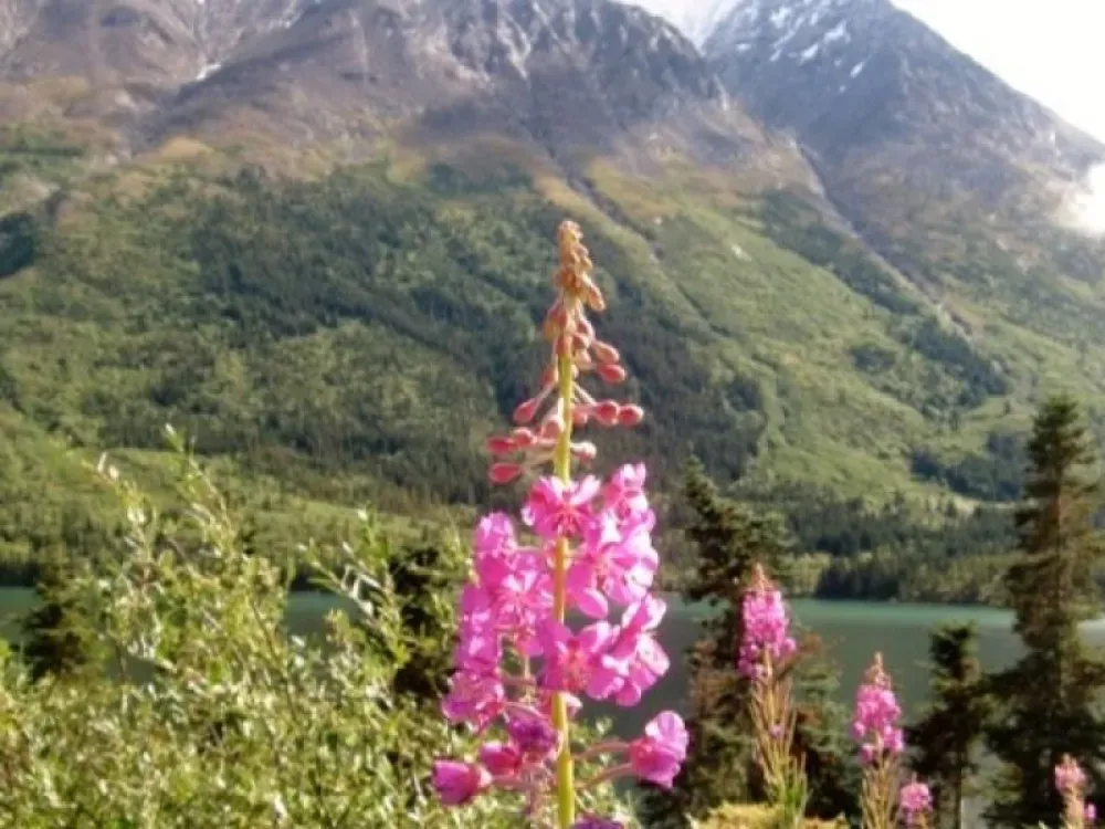 Yukon Extended Summit Drive Tour - 2