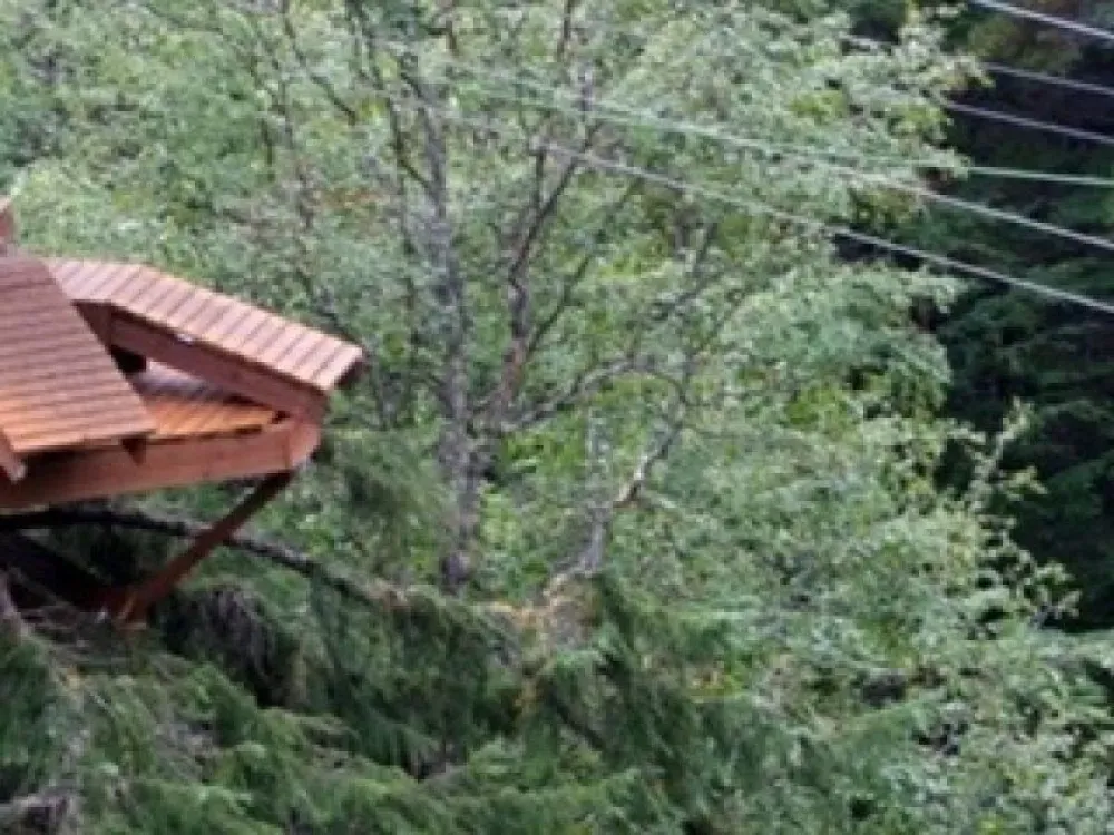 Adventure Park & Zipline Tour - 5