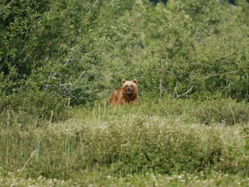 Wildlife Safari & Bear Viewing Tour (Haines Departure) - 4