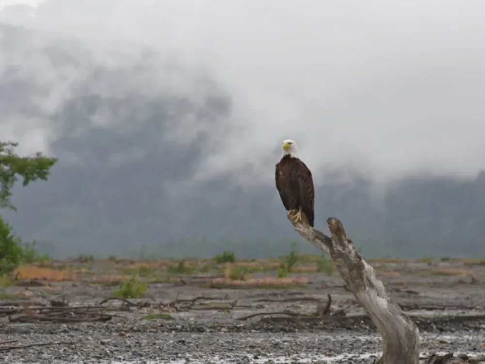 Wildlife Safari & Bear Viewing Tour (Haines Departure) - 2