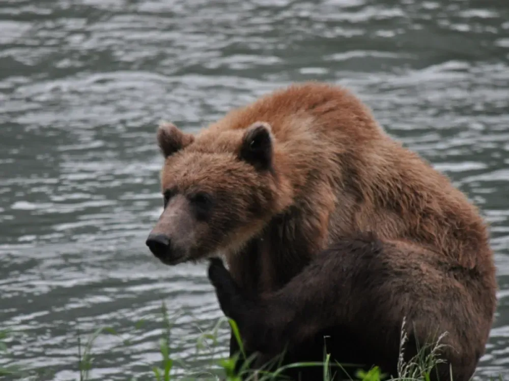 Wildlife Safari & Bear Viewing Tour (Haines Departure) - 3