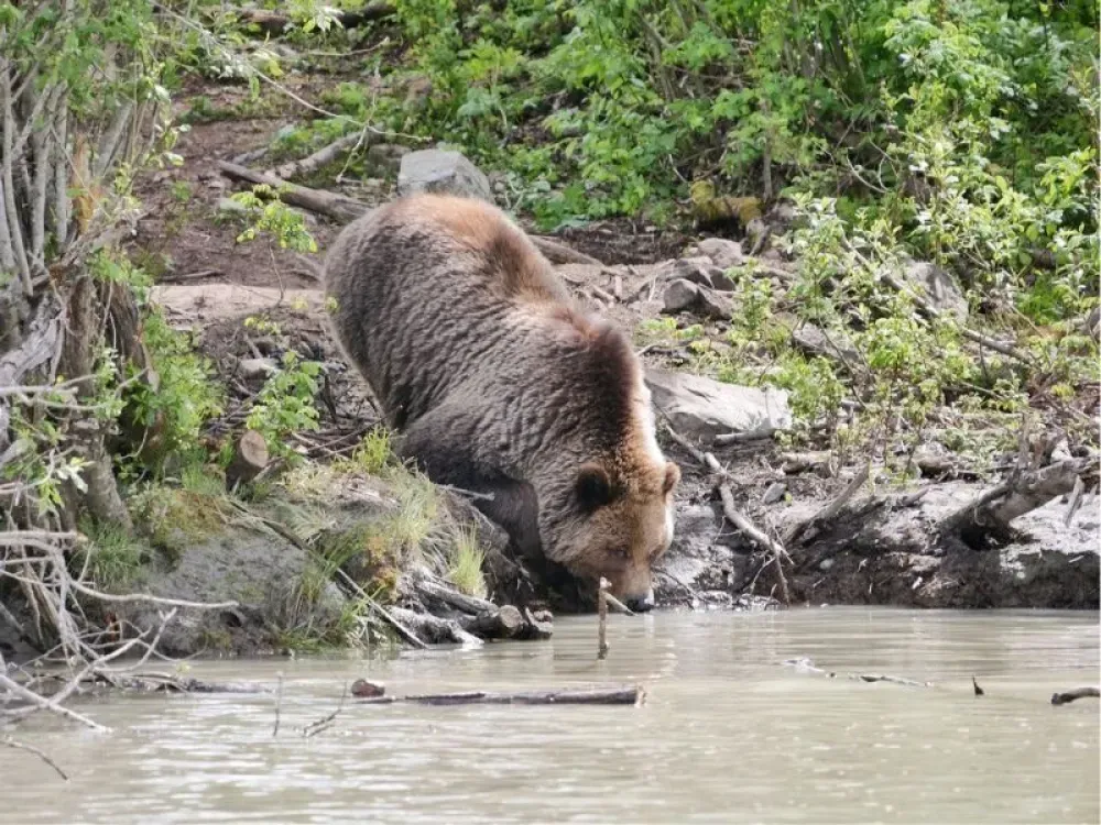 Haines Wilderness Odyssey By Jet Boat (Skagway Departure) - 3