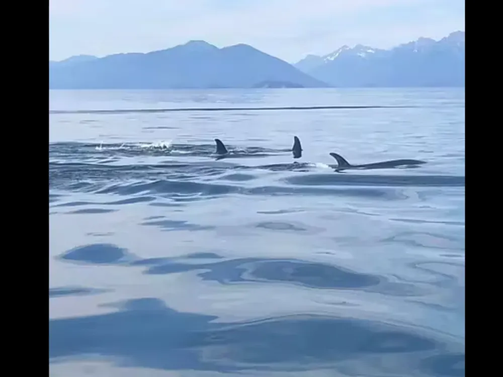 Icy Strait Whale  and Bear Watching - 4