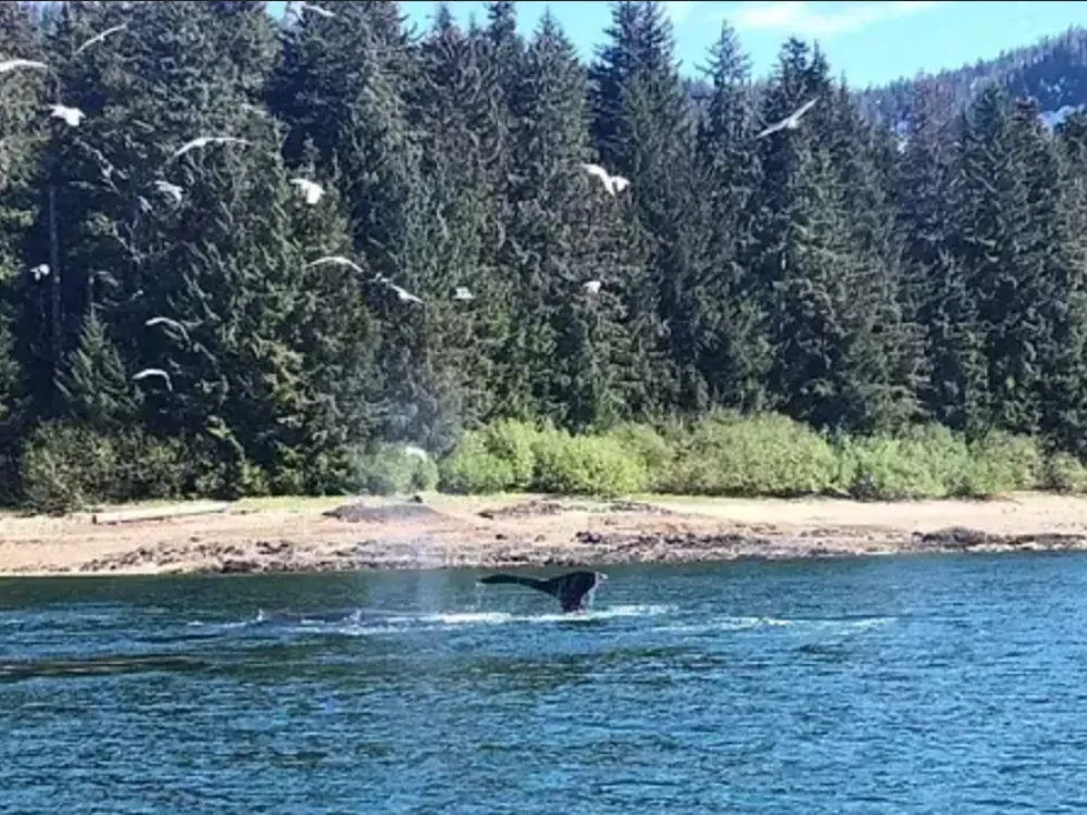 Icy Strait Whale  and Bear Watching - 5