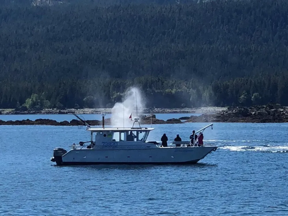 Icy Strait Whale  and Bear Watching - 2