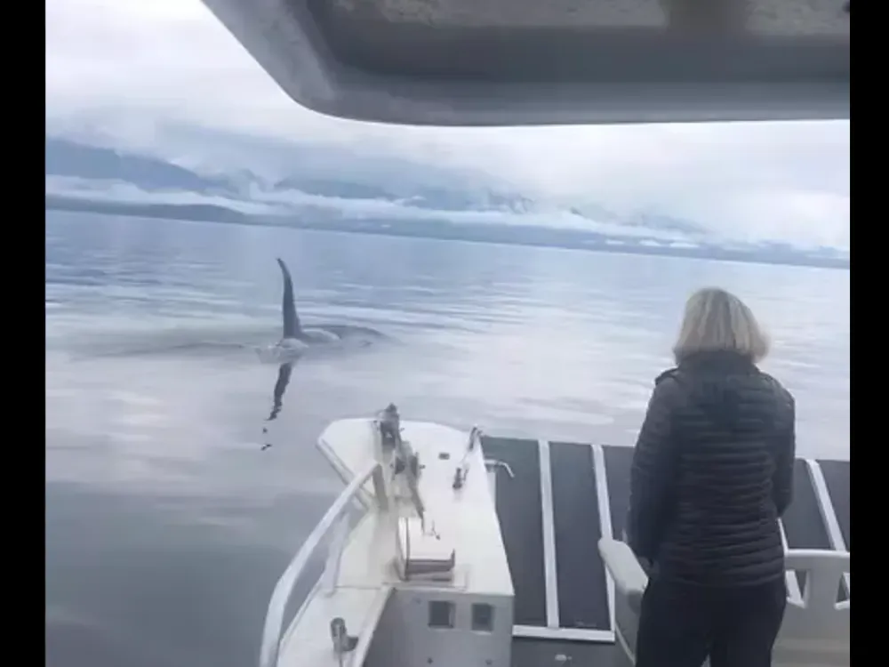 Icy Strait Whale  and Bear Watching - 3