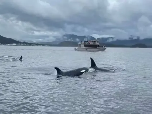 Icy Strait Whale  and Bear Watching