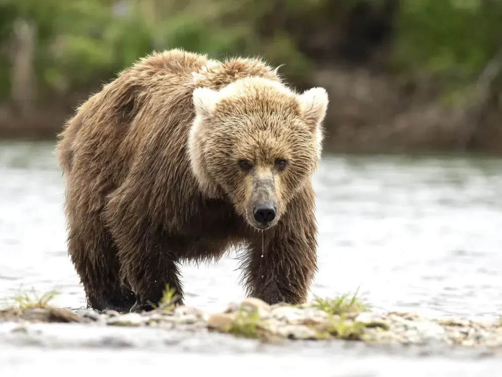 Wilderness Island Bear Tour - 3 Hr - 3
