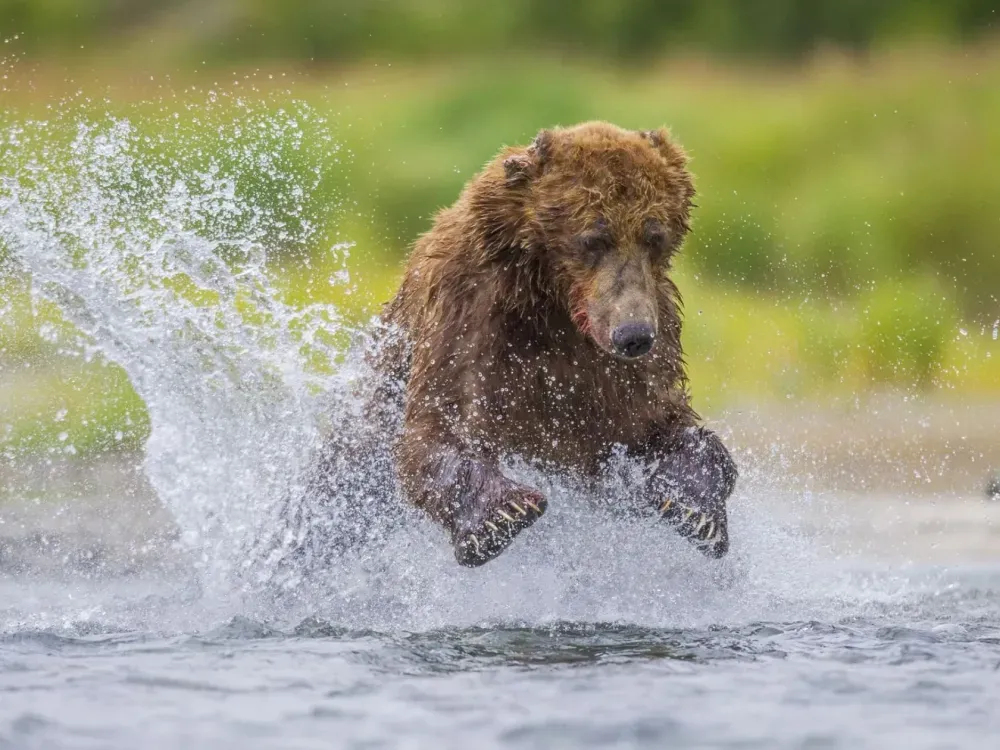 Wilderness Island Bear Tour - 3 Hr - 1
