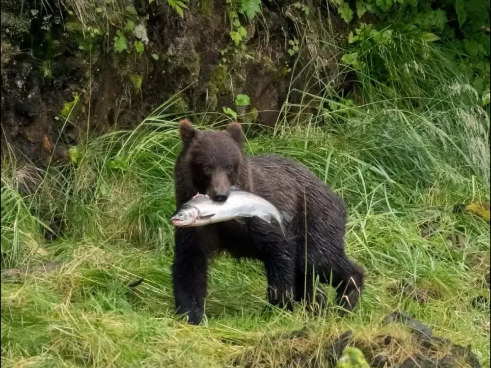 Chichagof Island Bear Tour - 2 Hr - 1