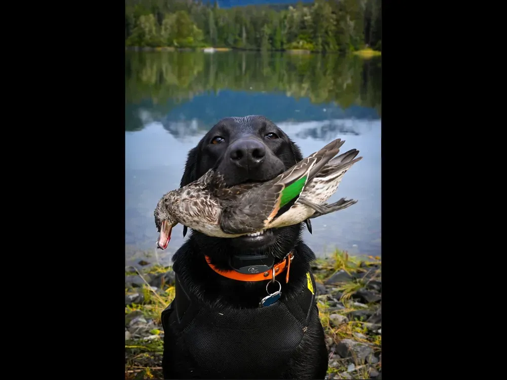 Sitka Fowl & Sea Duck Hunting Boat Charter - 3