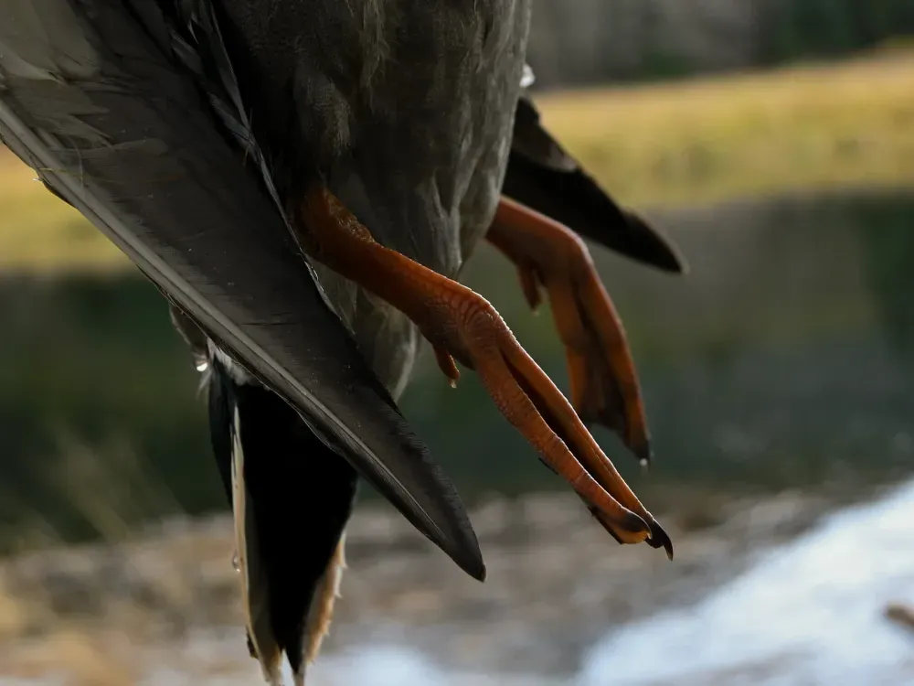 Sitka Fowl & Sea Duck Hunting Boat Charter - 2