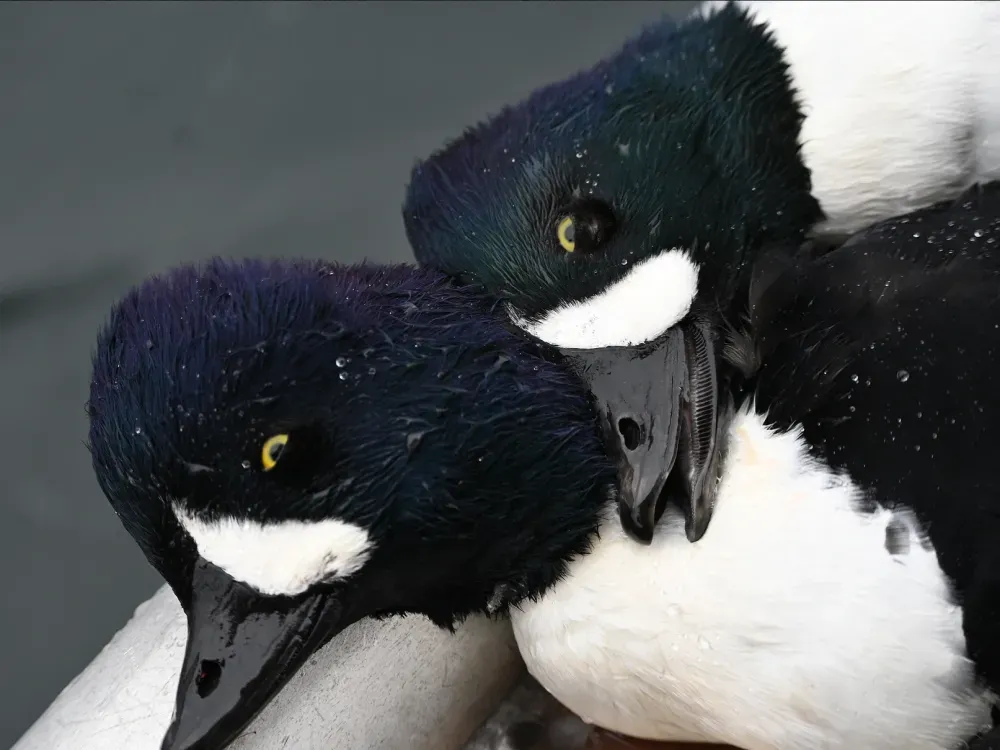 Sitka Fowl & Sea Duck Hunting Boat Charter - 4