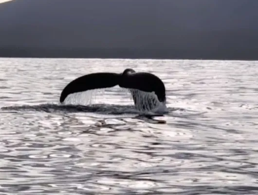 Sitka Scenic Whale Tours