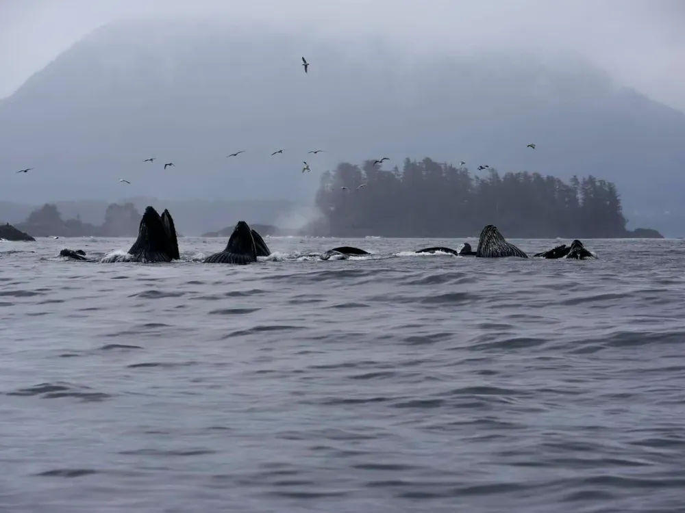 Sitka Scenic Whale Tours - 5
