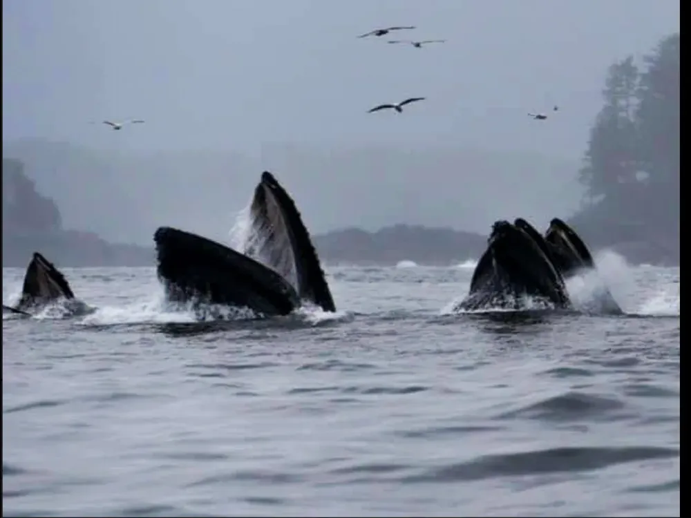 Sitka Scenic Whale Tours - 4
